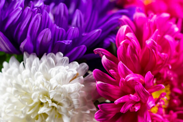 Colorful aster flower petals background