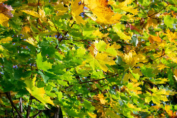 Yellow and green maple leaves. Fall has come. Leaves on the tree in October