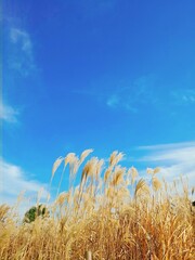Obraz premium wheat field and blue sky