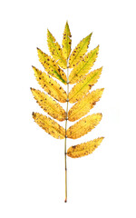 Plant rowan branch with small yellow leaves isolated on white background