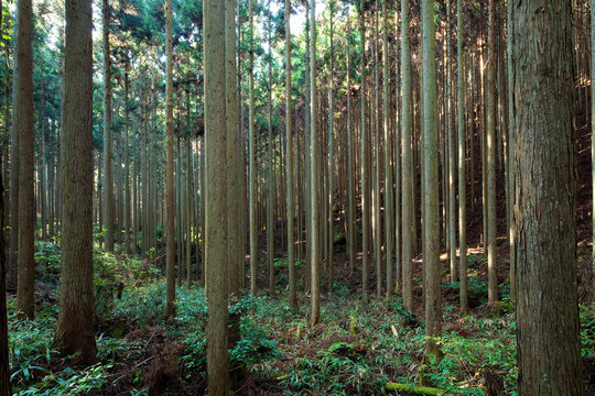 杉林」の写真素材 | 105,587件の無料イラスト画像 | Adobe Stock