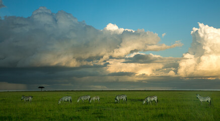 A heard of zebras on the Maasai Mara savannah with a dramatic cloud in background, Kenya, Africa