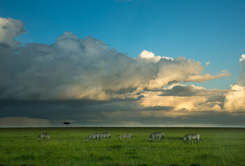 Obraz premium A heard of zebras on the Maasai Mara savannah with a dramatic cloud in background, Kenya, Africa