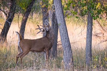 White-tailed buck scratching at a tree. Colorado Wildlife. Wild Deer on the High Plains of Colorado