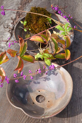 植木鉢と山野草