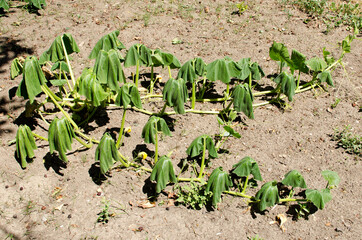 Pumpkin leaves wilted from heat and drought.