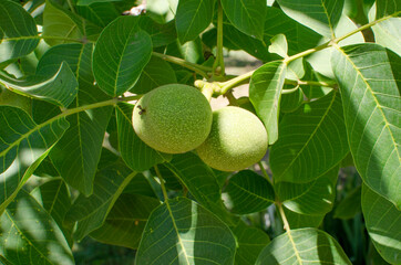 Walnut tree grows awaiting harvest.