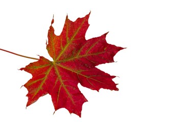 Close up macro view of gorgeous red maple leaves isolated on white background. Autumn concept. 
