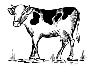 Hand drawn cow isolated on white background. Cow silhouette vector illustration. Eco bio produce concept design. Sketchy style design.