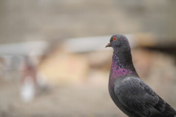 The beautiful pigeon is black
