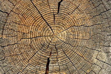 Wooden texture of a tree trunk, Background texture.
