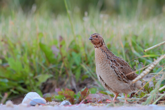Common quail. Wild bird. Coturnix coturnix