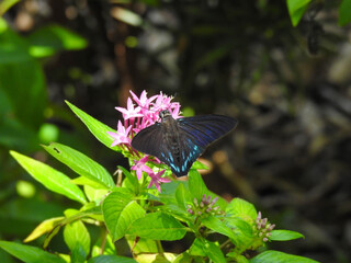 Mangrove skipper butterfly on a pink flower in Florida