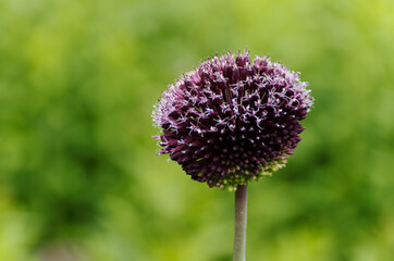 Nahaufnahme einer Distel