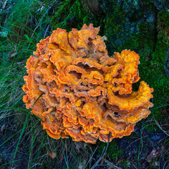 Close up of a large chicken of the woods mushroom (Laetiporus sulphureus)
