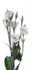 Prairie gentian - Eustoma - Lisianthus