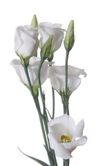 Prairie gentian - Eustoma - Lisianthus