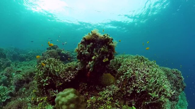 Underwater fish garden reef. Reef coral scene. Seascape under water. Panglao, Bohol, Philippines.