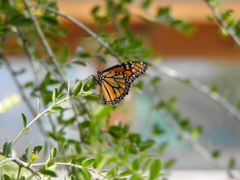 Female monarch butterfly with closed wings, resting on a bush in Florida