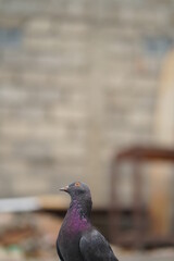 The beautiful pigeon is black
