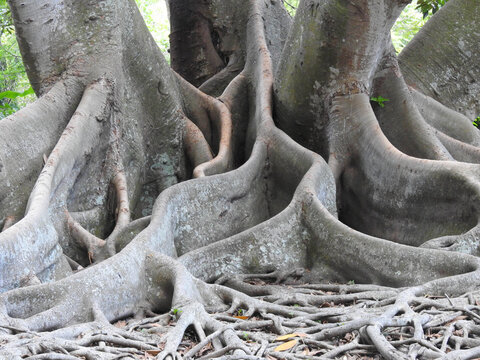 Massive banyan tree roots at a botanical garden in Florida