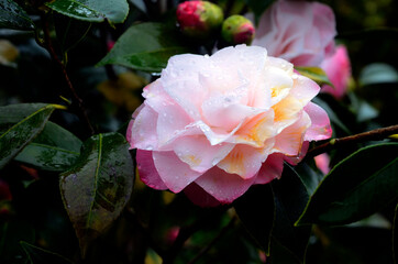 Camellia flower (Camellia sinensis)