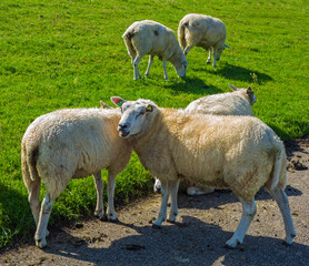 Naklejka na ściany i meble Close up of sheep eating grass 