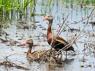 Black-bellied whistling duck in Florida