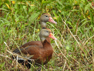 Black-bellied whistling ducks in Florida