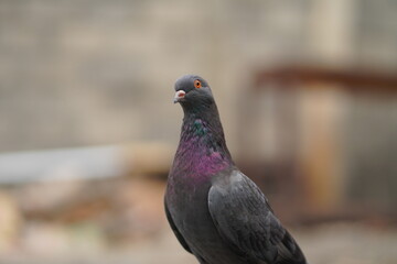 The beautiful pigeon is black