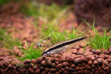 Crossocheilus siamensis