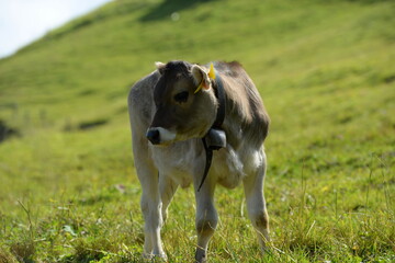 Schweizer Kühe auf der Almweide