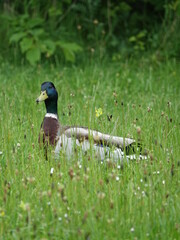 male mallard stood in flower meadow