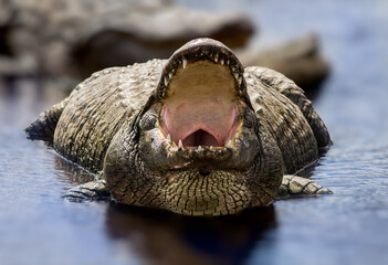 Alligator with mouth open facing camera