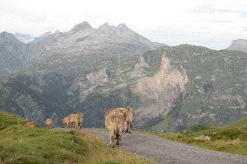 Schweizer Kühe auf der Almweide