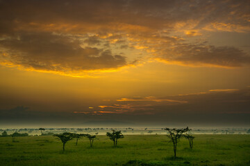 Sunrise on the savannah of the Maasai Mara , Africa