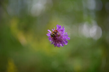 Close-up of a bee on a red clover flower.
