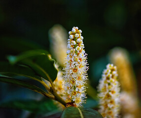 High flower stalk with small petals in the form of bells on a green background.