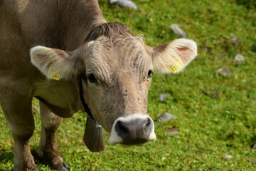 Schweizer Kühe auf der Almweide