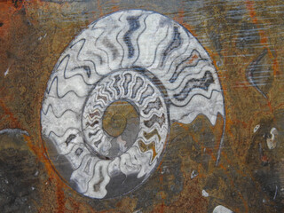 Polished slab with ammonoid fossil Found in Morocco