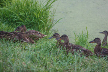 Young wild ducks on the river