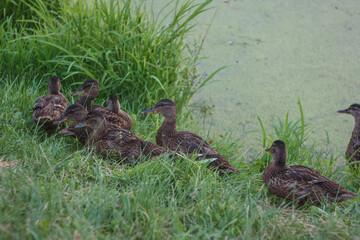 Young wild ducks on the river