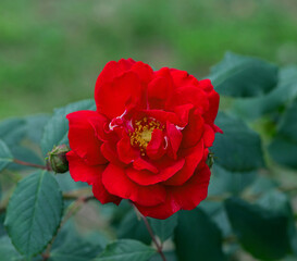Flower red rose on a green background in natural conditions.