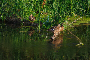 Young wild ducks on the river