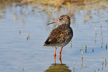 Common redshank // Rotschenkel (Tringa totanus)