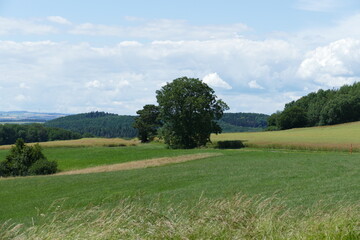 Landschaften mit Wiesen und Felder mit Baum mittig 