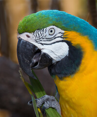 Colorful Macaw parrot in profile.