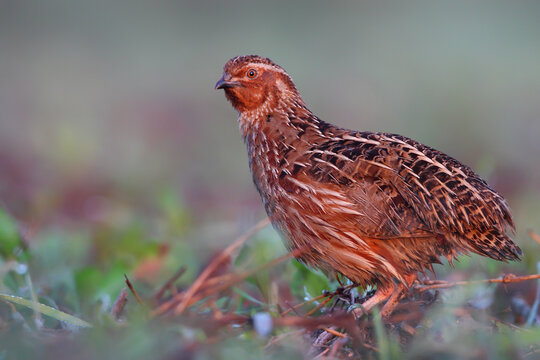Common quail. Wild bird. Coturnix coturnix