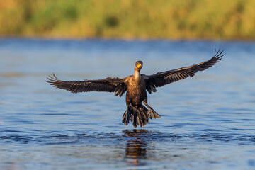 Comorant comes in for landing.