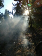 morning in the forest